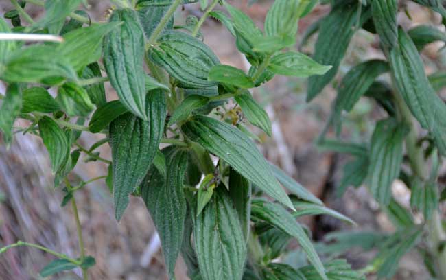 Macromeria viridiflora, Giant-trumpets, Southwest Desert Flora